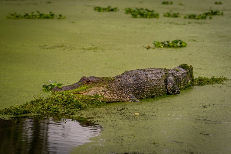 043 Lake Martin, alligator, Breaux Bridge.jpg